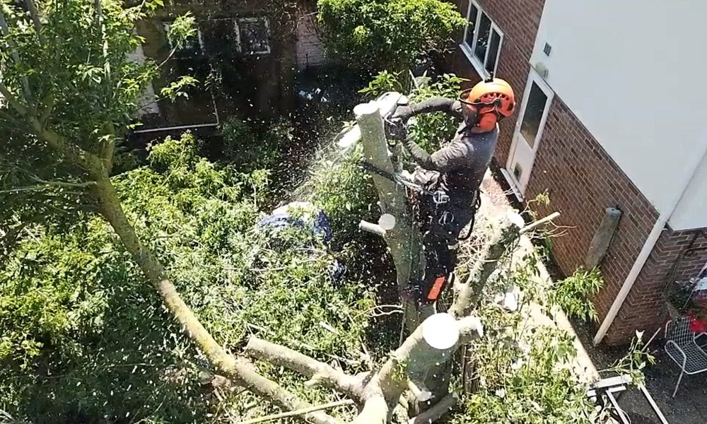 Tree maintenance