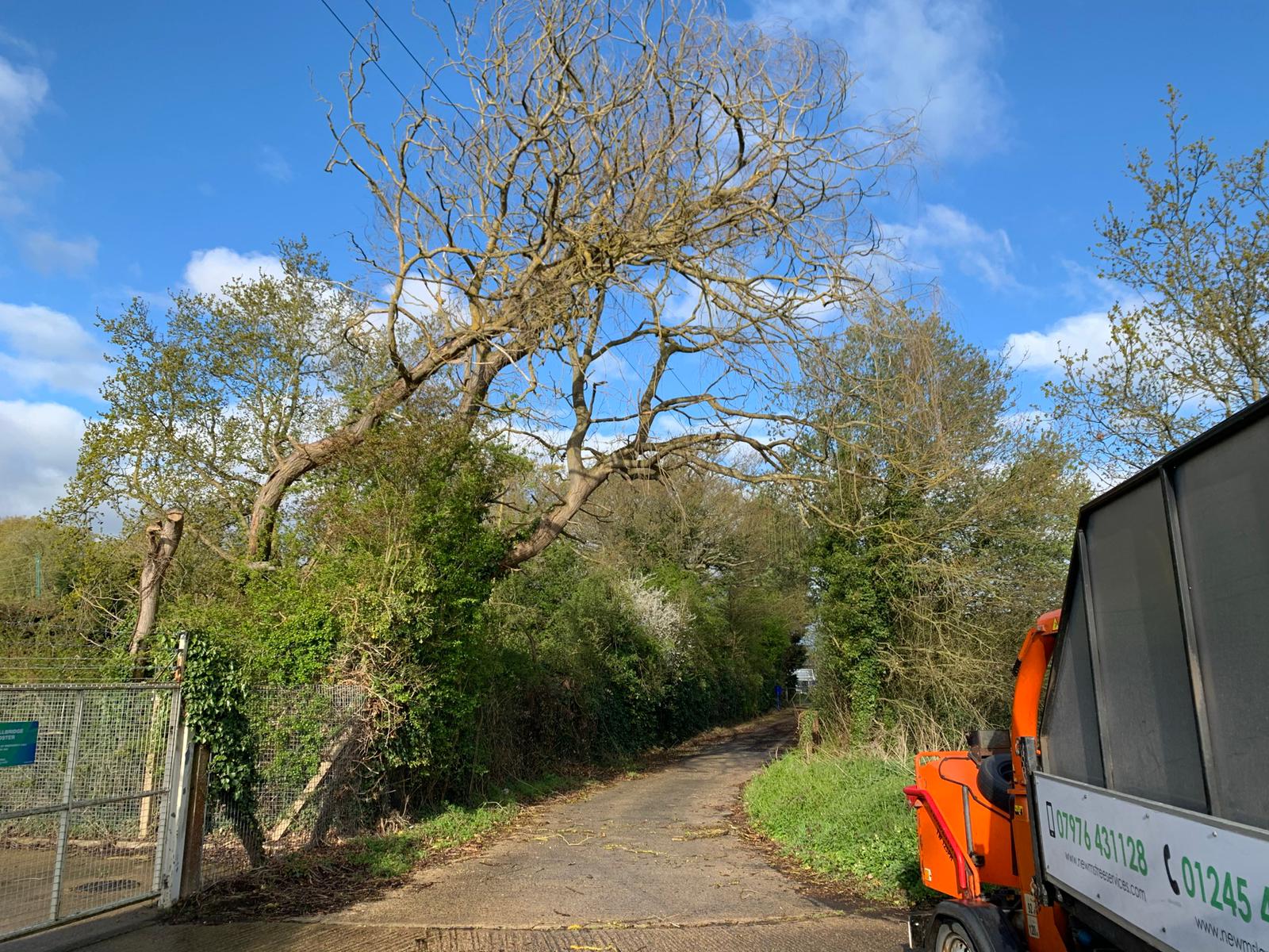 Dead willow removal before