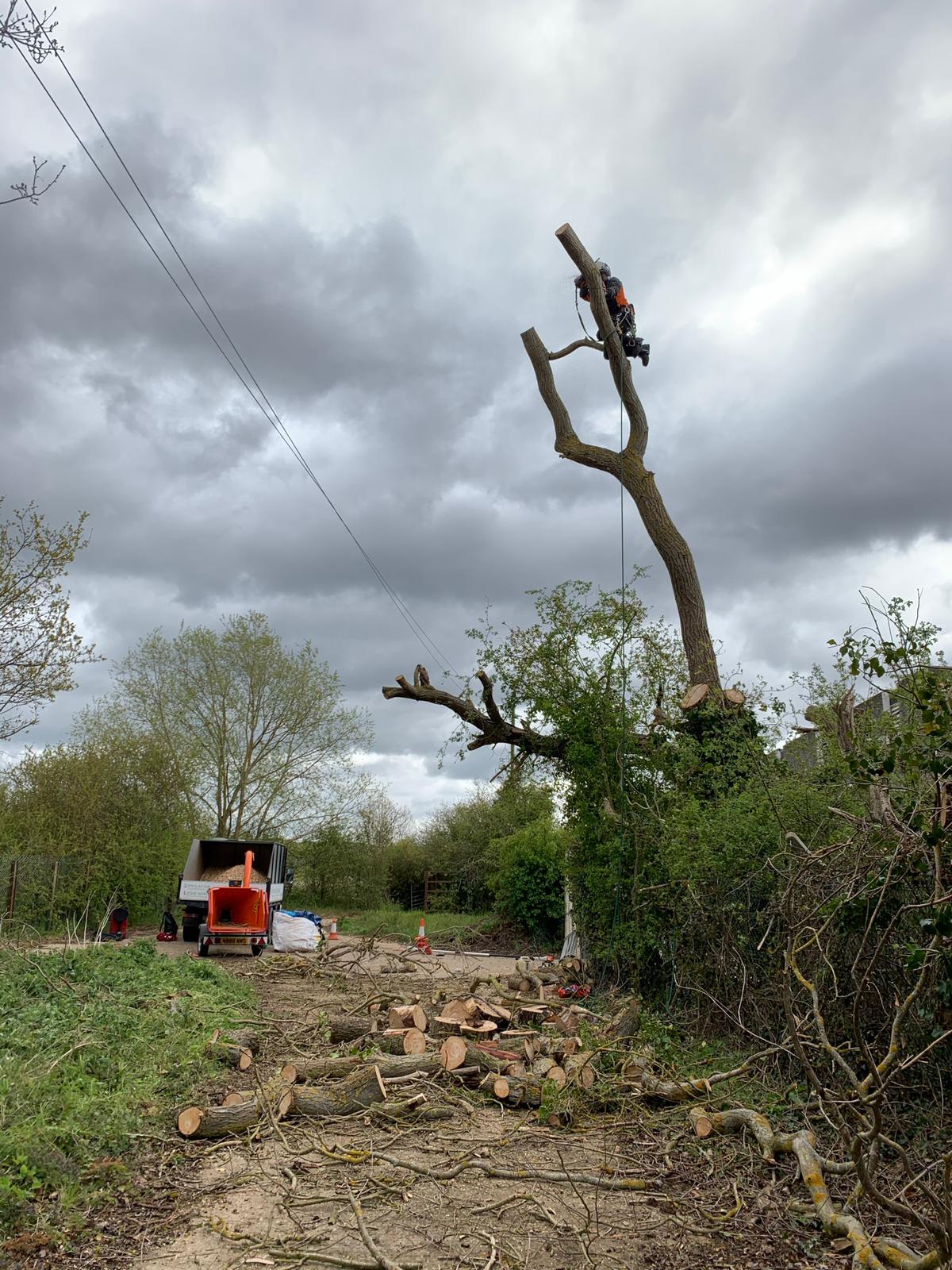 Dead willow removal during