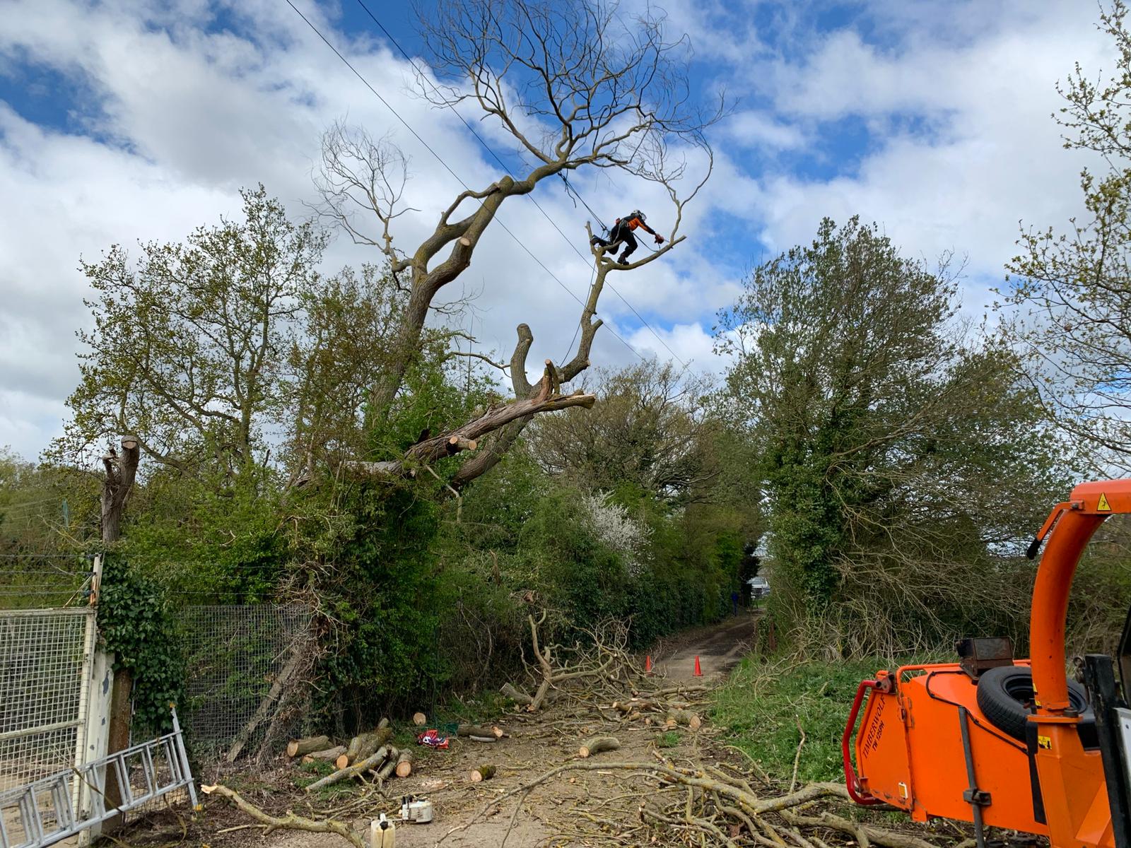 Dead willow removal