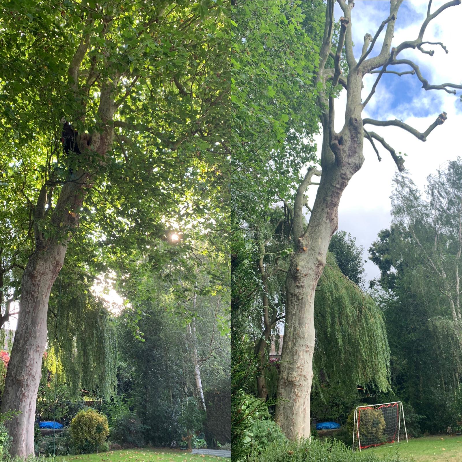 London Plane Pollard before and after