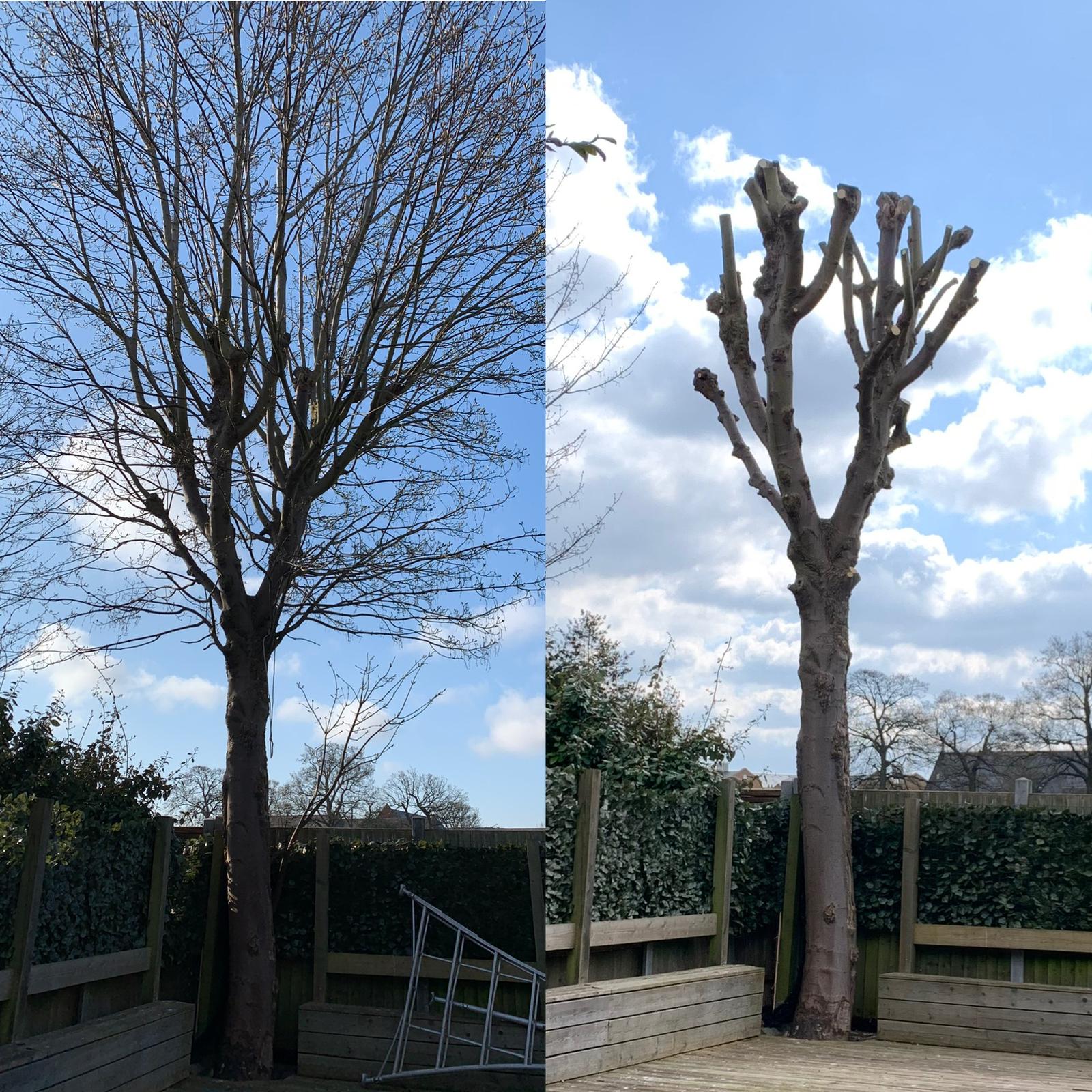 Sycamore Pollard before and after