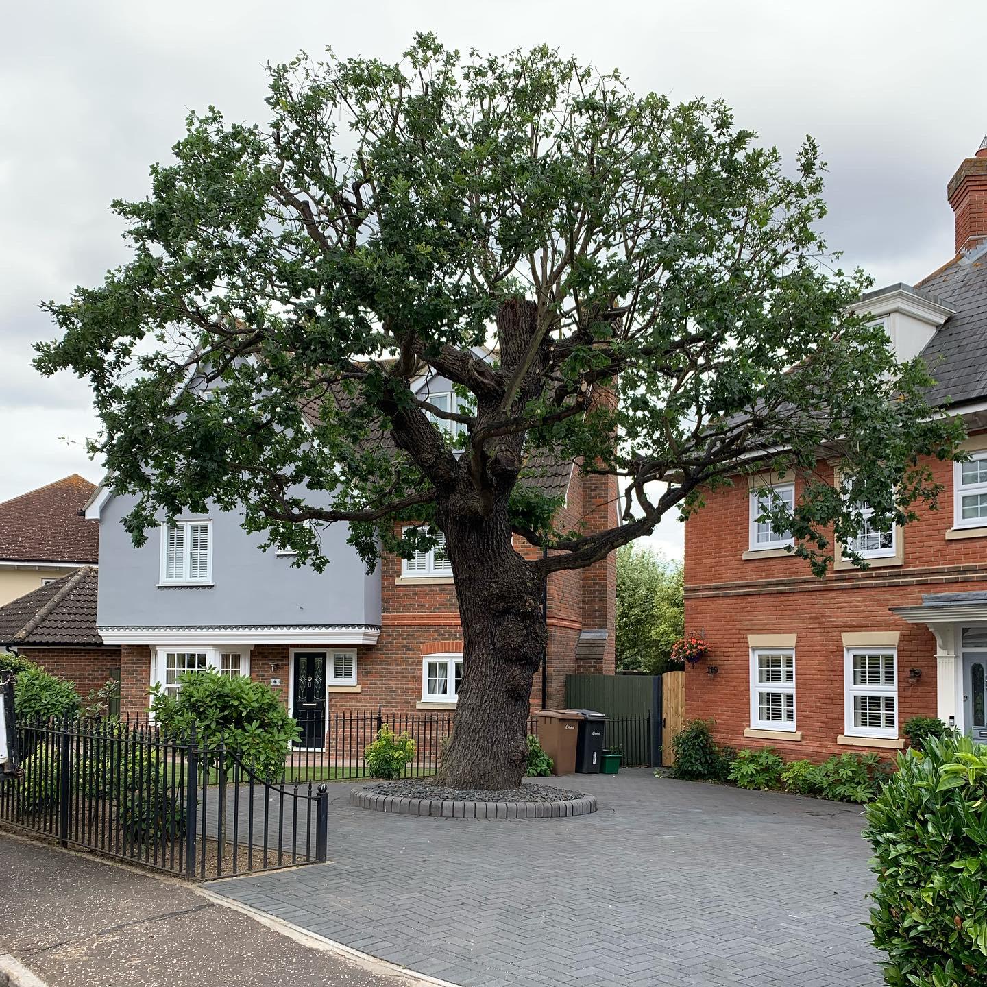 TPO Oak reduction after