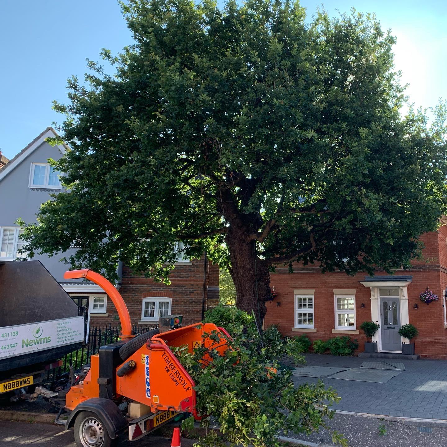 TPO Oak reduction before