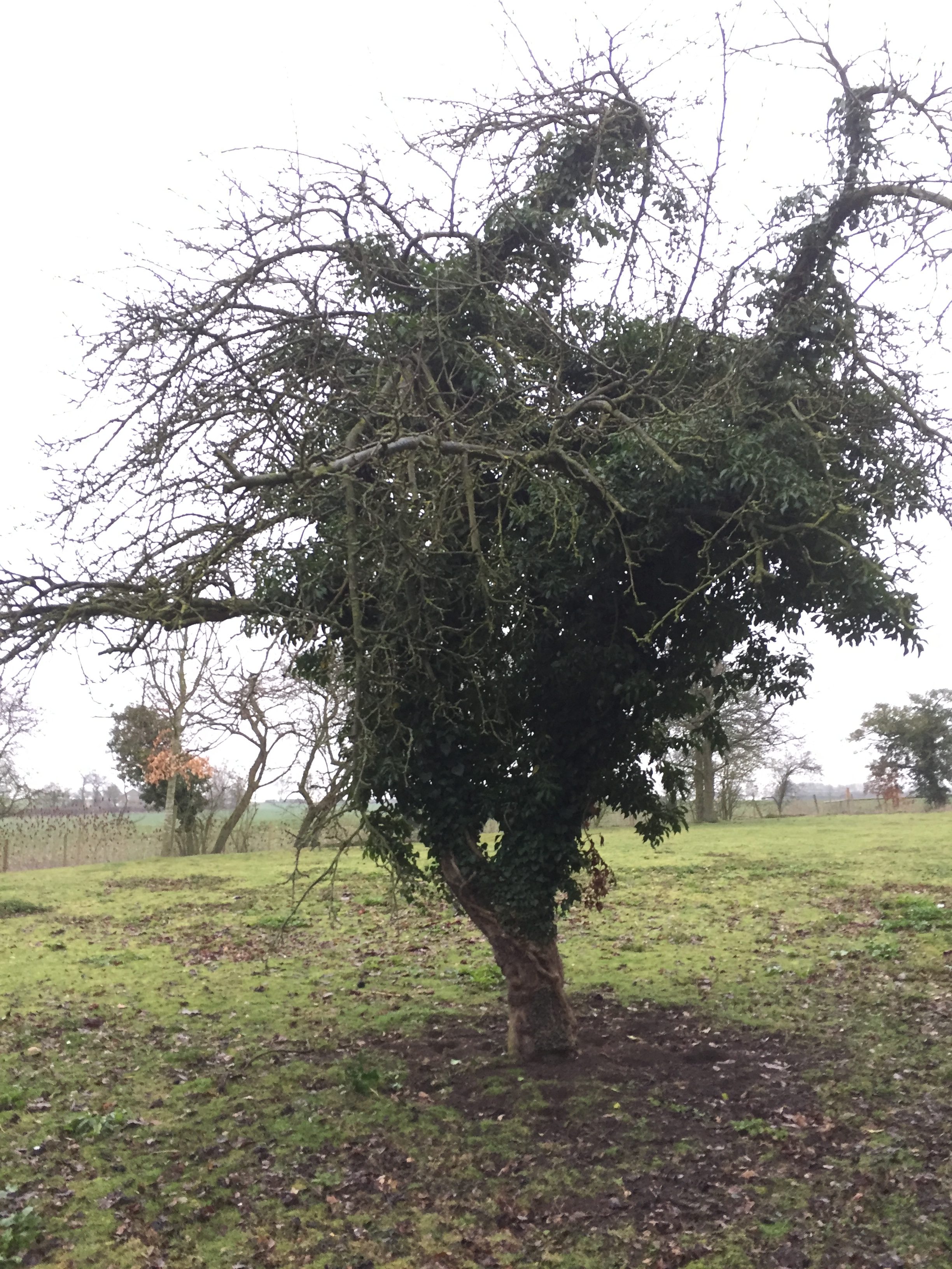 Ivy Removal