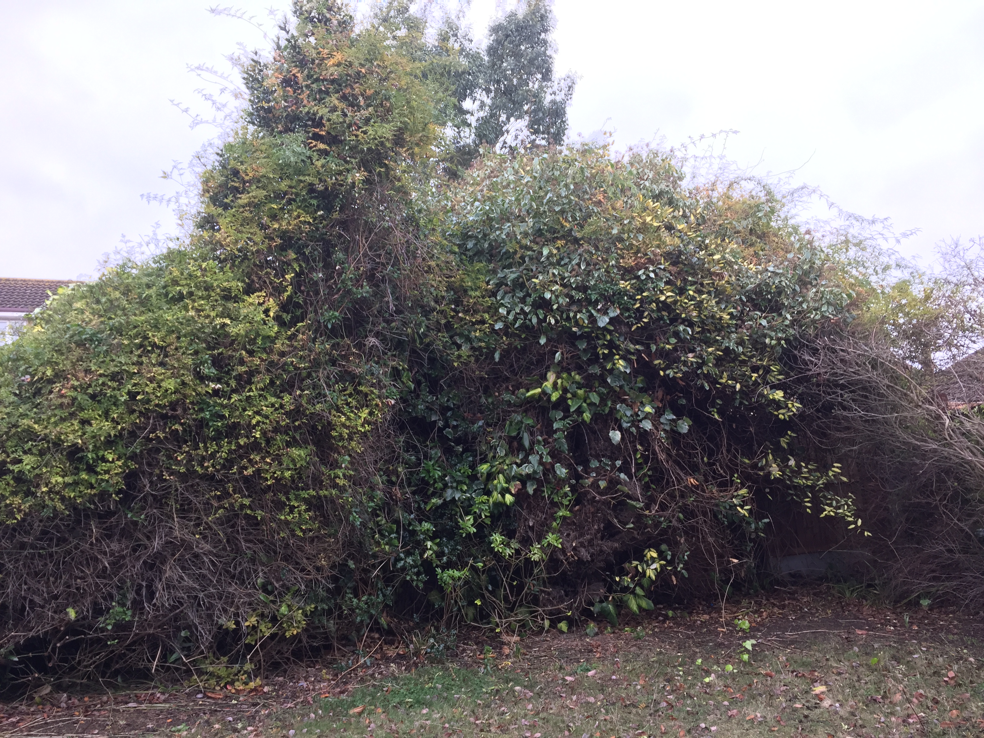 Ivy Removal