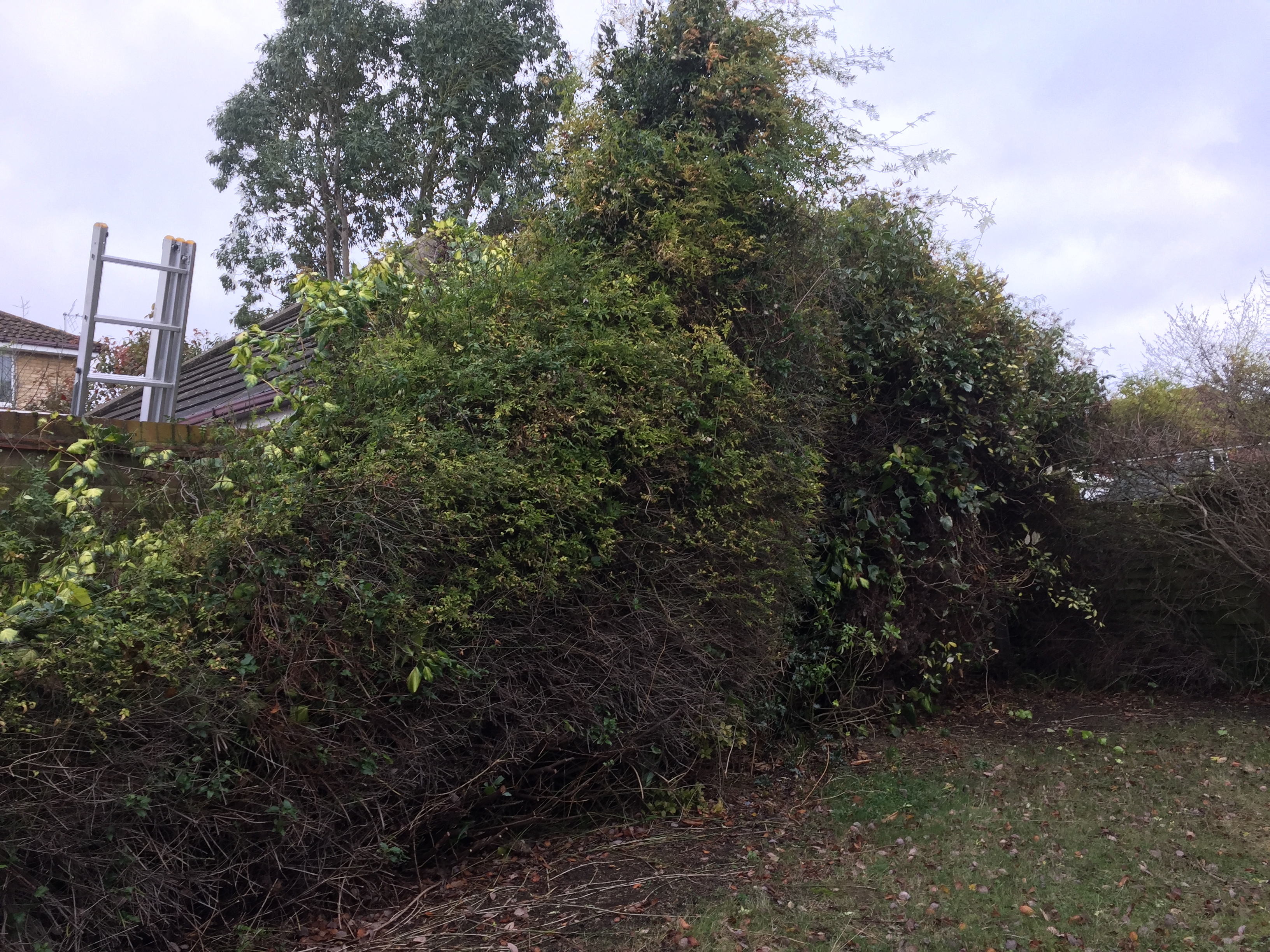 Ivy Removal
