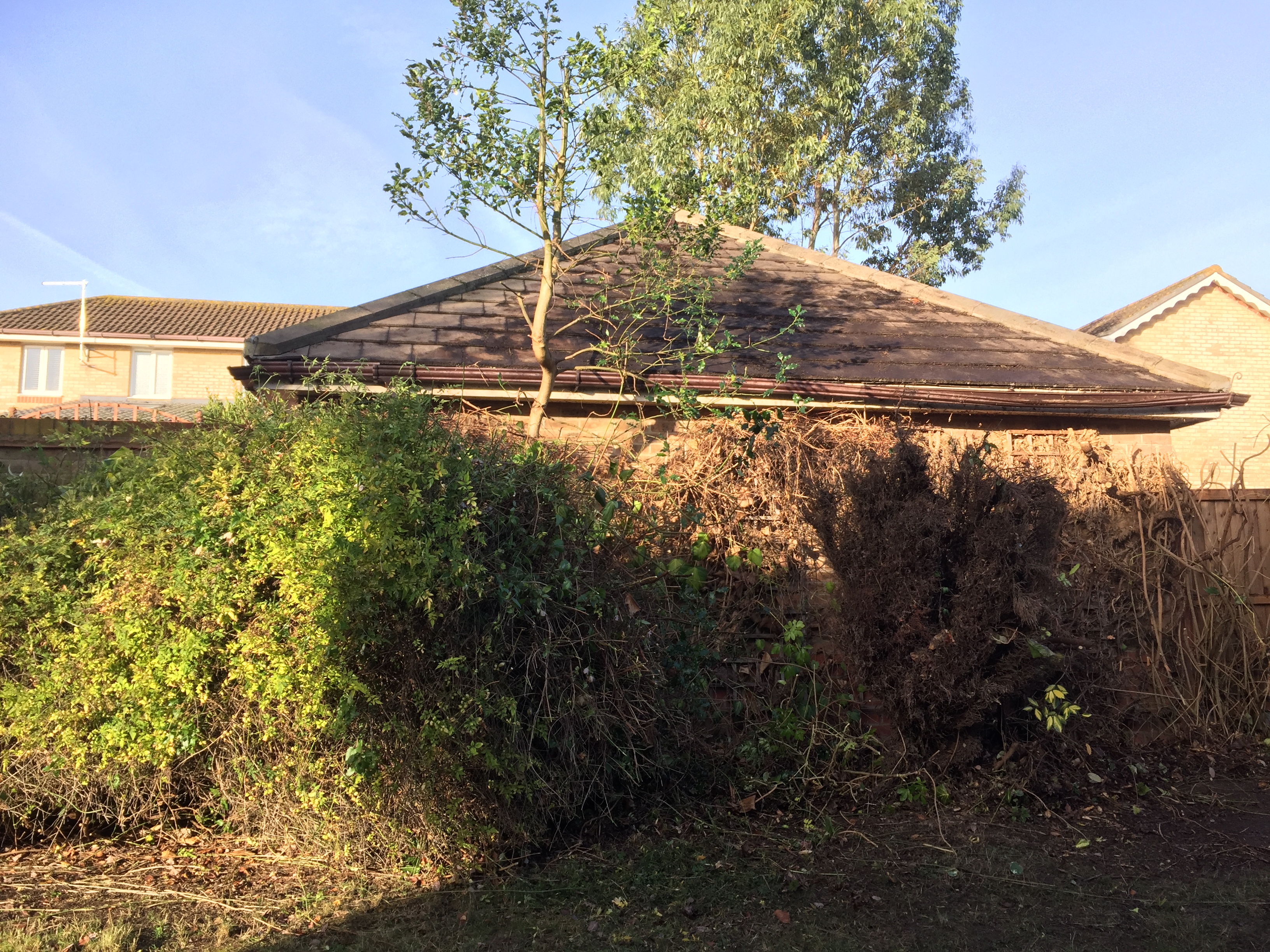 Ivy Removal