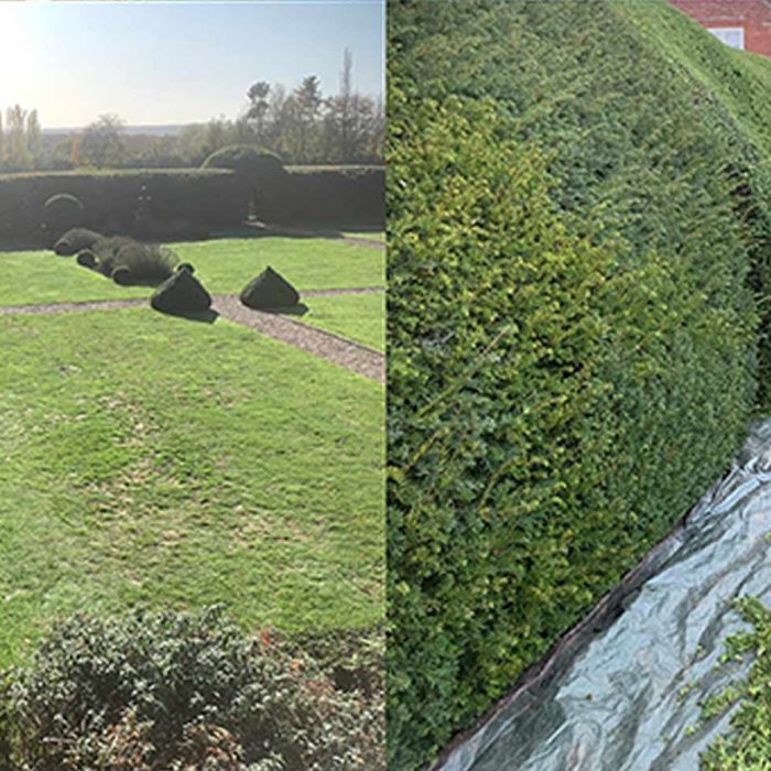 HEDGE MAINTENANCE